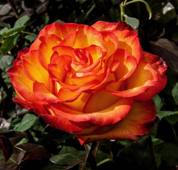 Роза чайно-гибридная Хай Меджик 